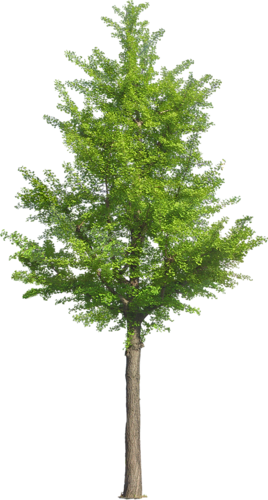 png-aa-png-tree-88vrk2.png