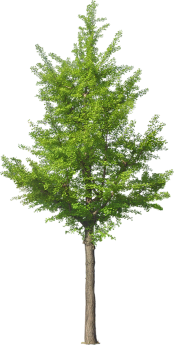 png-aa-png-tree-9sqohx.png