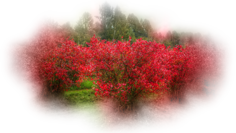 red-autumn-on-the-fieshso5.png