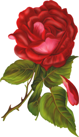 rose_png_nisanboard_11cutl.png