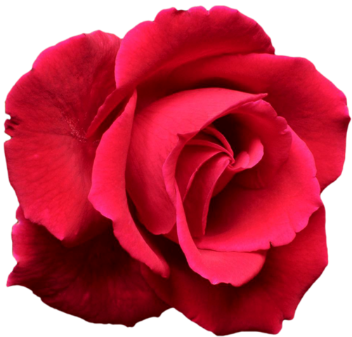 rose_png_nisanboard_1t0uqv.png