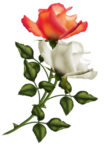 rose_png_nisanboard_29fupq.png