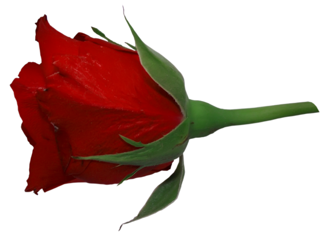 rose_png_nisanboard_323s55.png