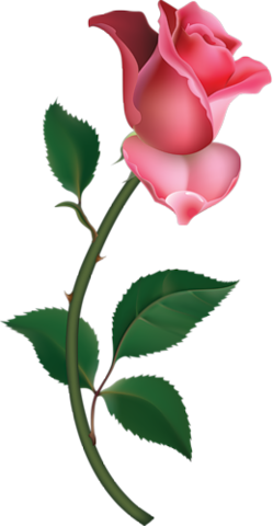 rose_png_nisanboard_33moiw.png