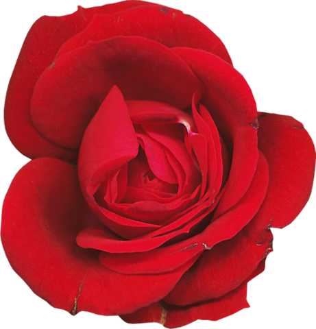 rose_png_nisanboard_33pqno.png