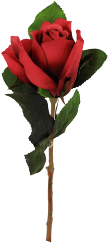 rose_png_nisanboard_3asq43.png