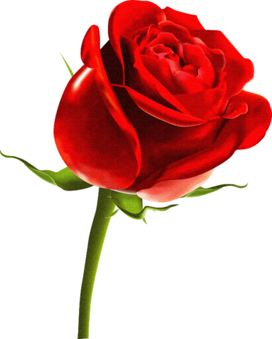 rose_png_nisanboard_3mzqjy.png