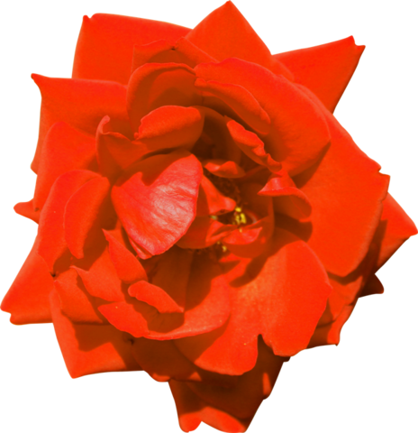 rose_png_nisanboard_3qesf6.png