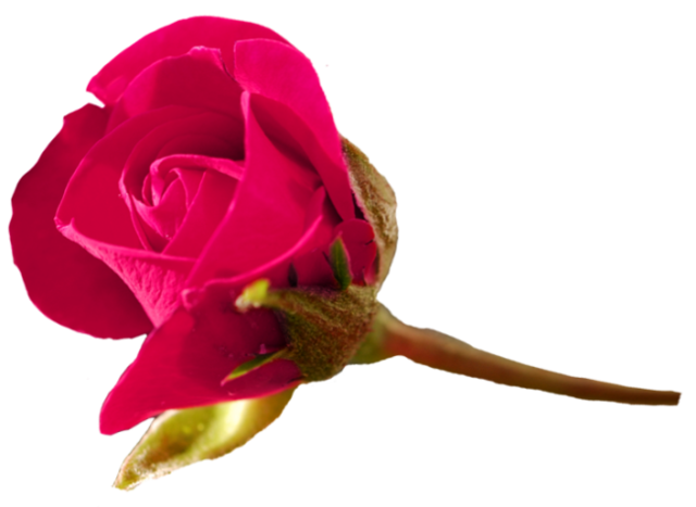 rose_png_nisanboard_3xbsfr.png