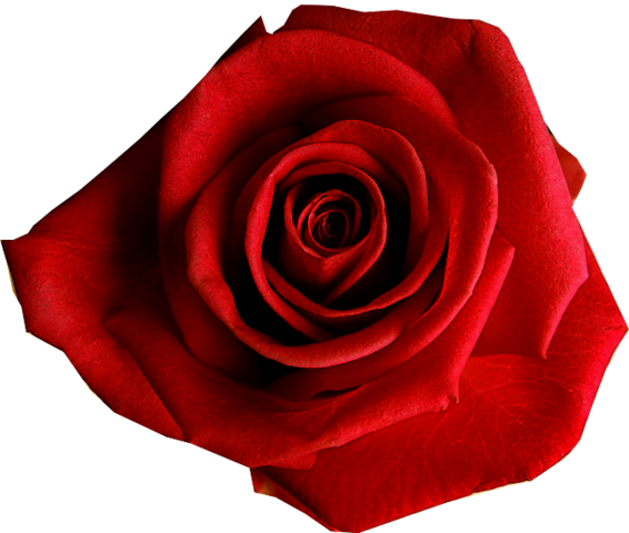 rose_png_nisanboard_3xcspv.png