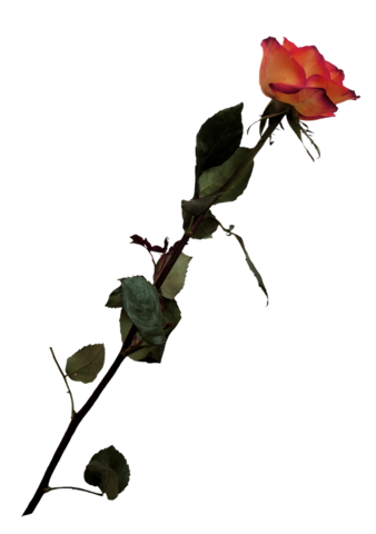 rose_png_nisanboard_41bsiq.png