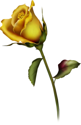 rose_png_nisanboard_443ss0.png