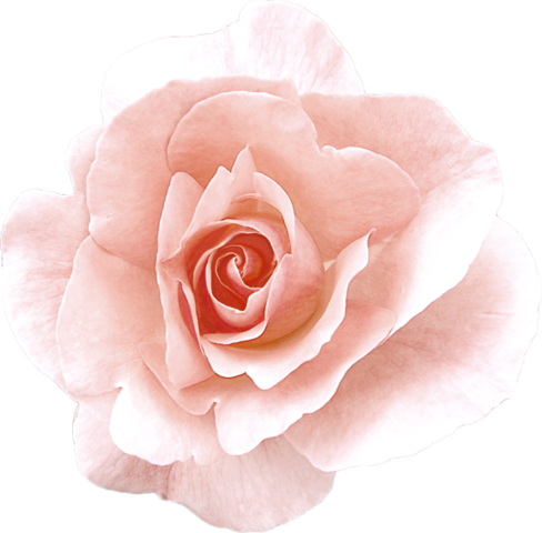 rose_png_nisanboard_46guii.png