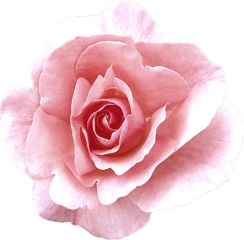 rose_png_nisanboard_47nux4.png