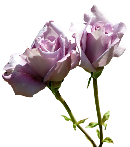 rose_png_nisanboard_4ajuel.png