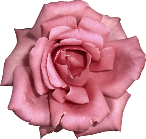 rose_png_nisanboard_4cbuzd.png