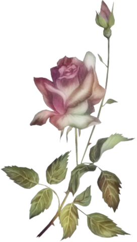 rose_png_nisanboard_4chsnc.png