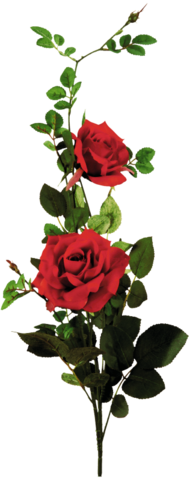 rose_png_nisanboard_4fcoit.png