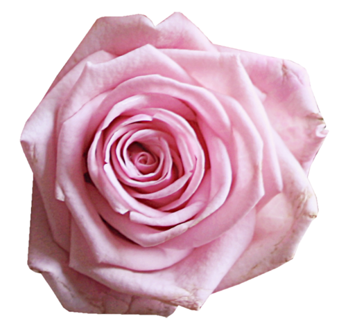rose_png_nisanboard_4fnsb5.png