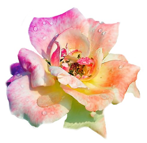 rose_png_nisanboard_4jes70.png