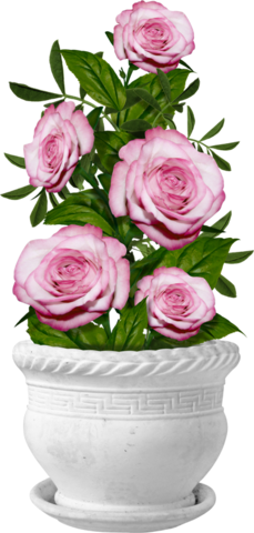 rose_png_nisanboard_4pxsx1.png