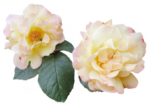rose_png_nisanboard_4r9sxh.png