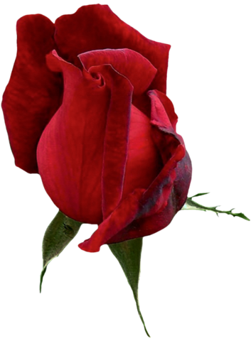 rose_png_nisanboard_4uosql.png