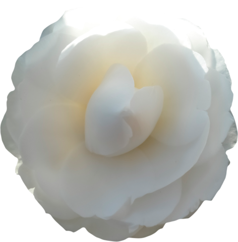 rose_png_nisanboard_4w0u7w.png