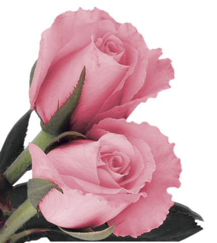 rose_png_nisanboard_55fsqz.png
