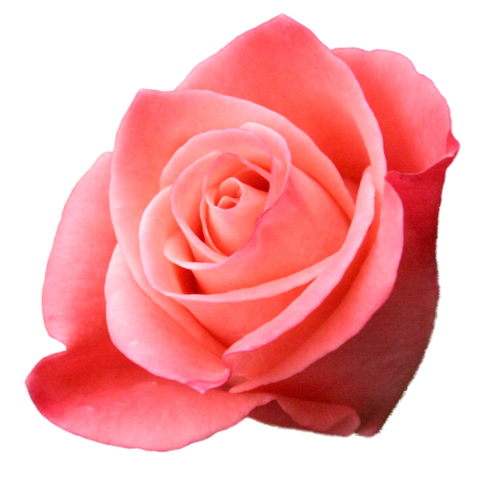 rose_png_nisanboard_6acrzn.png