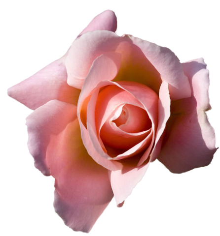 rose_png_nisanboard_6norsp.png