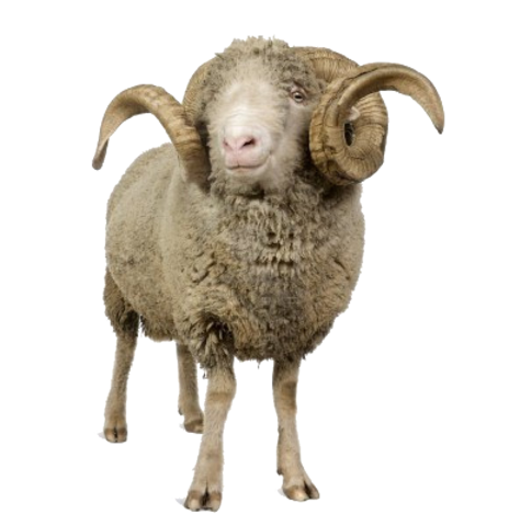 sheep_png2176a2sf1.png
