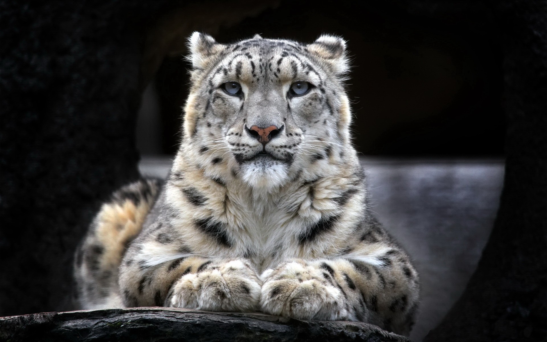snowleopardu7p62.jpg
