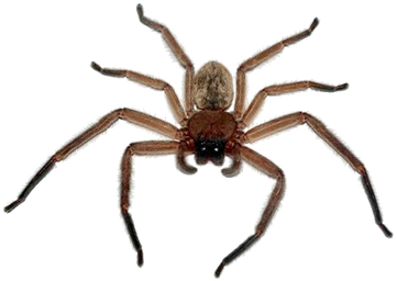 spider_png_nisanboardc2s67.png