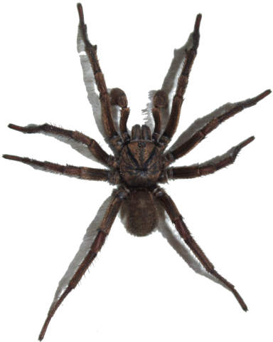 spider_png_nisanboardvrq34.png