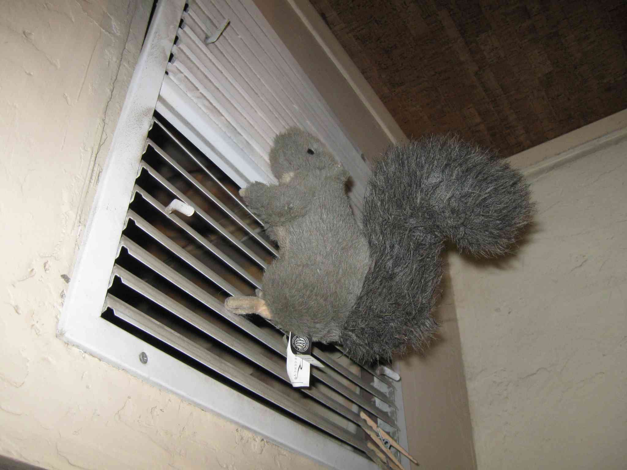 squirrel2_030