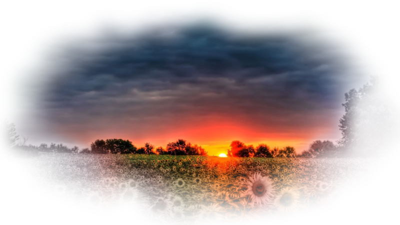 sunset-over-the-sunfl27urd.png