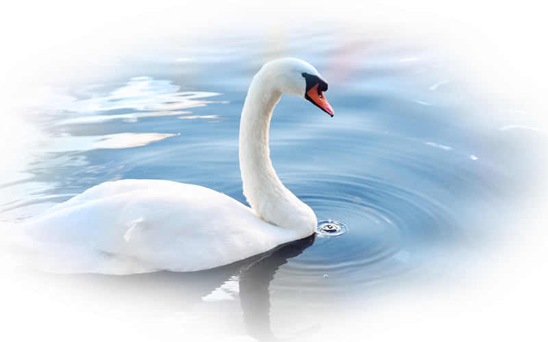 swan_nisanboard_36rbpit.png