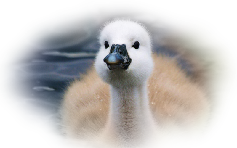 swan_nisanboard_39udouk.png