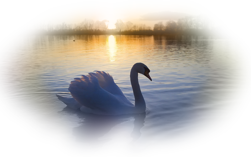 swan_png_nisanboard_306spb.png