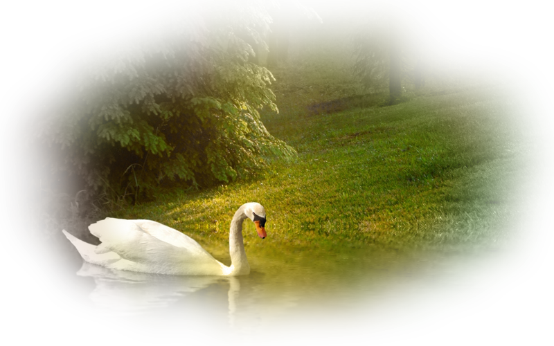 swan_png_nisanboard_3mts02.png