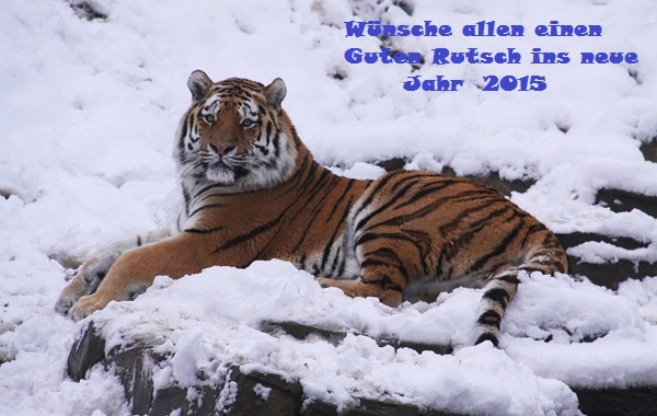 tiger-im-schneeigss3.jpg