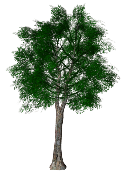 tree_png_nisanboard_1r4su7.png