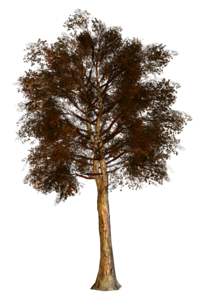 tree_png_nisanboard_2m3sfe.png