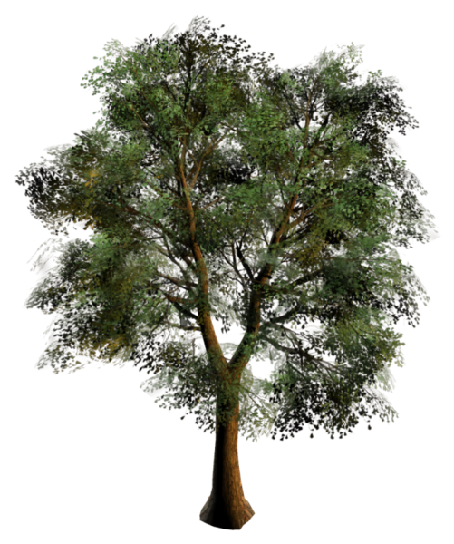 tree_png_nisanboard_9vcsx7.png