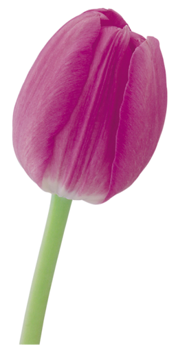 tulips-png-lale-png-10qj2o.png