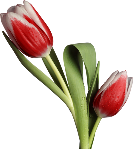 tulips-png-lale-png-110sxc.png