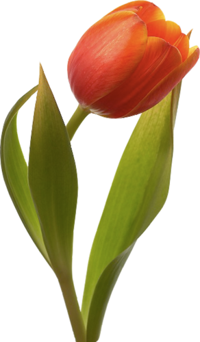 tulips-png-lale-png-112s1a.png
