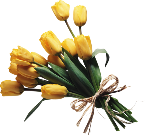 tulips-png-lale-png-13vsoc.png