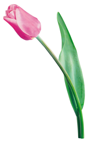 tulips-png-lale-png-17csry.png